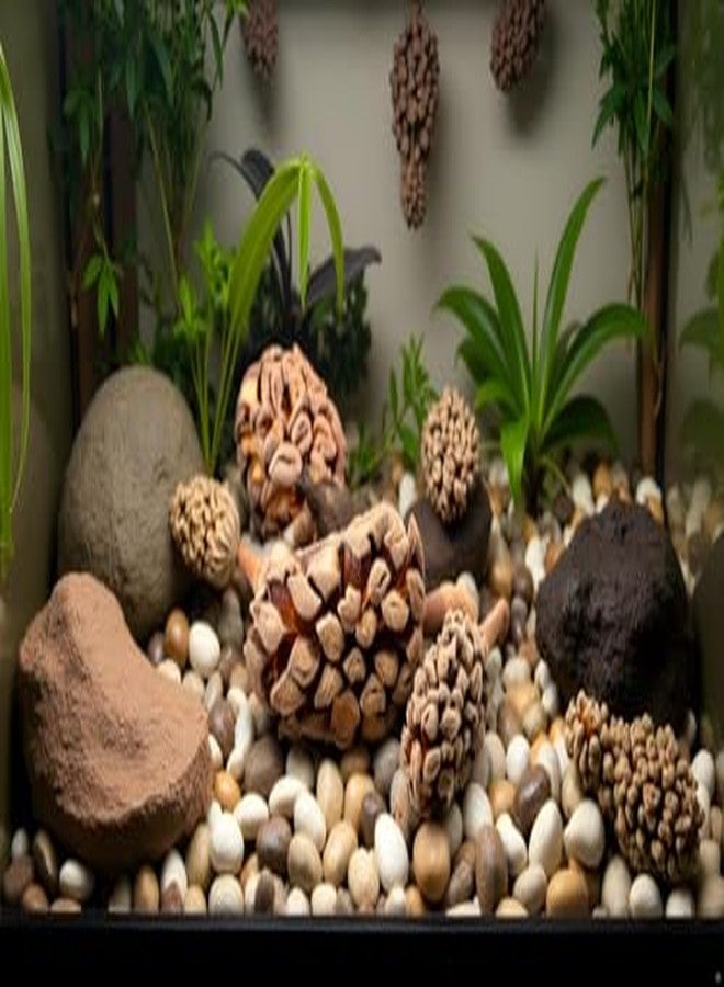 Galapagos Magnolia Seed Pods Natural Bioactive Terrariums Provides shelter and Food for microfauna 2-4 inch pods 5pk - Image 4